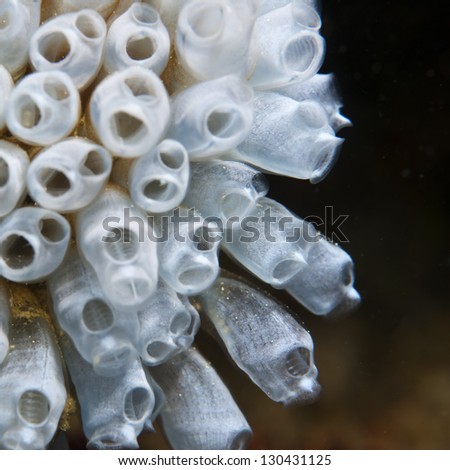 stock-photo-glowing-tunicates-ascidiacea-urochordata-130431125.jpg