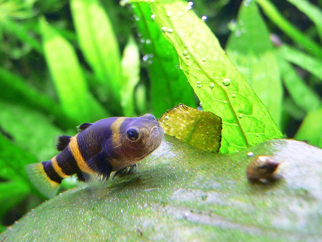Bumblebee-Goby-Fish-Pictures.jpg
