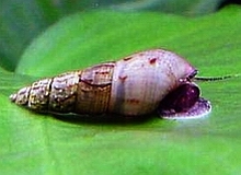 Invertebrates_Malaysian_Trumpet_Snail.jpg