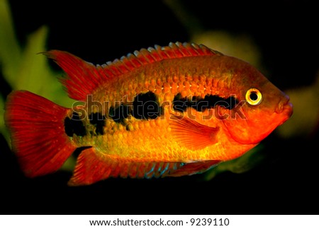 stock-photo-colorful-cichlid-from-central-america-9239110.jpg
