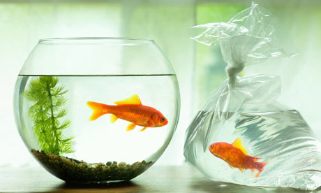 Goldfish-bowl-001.jpg