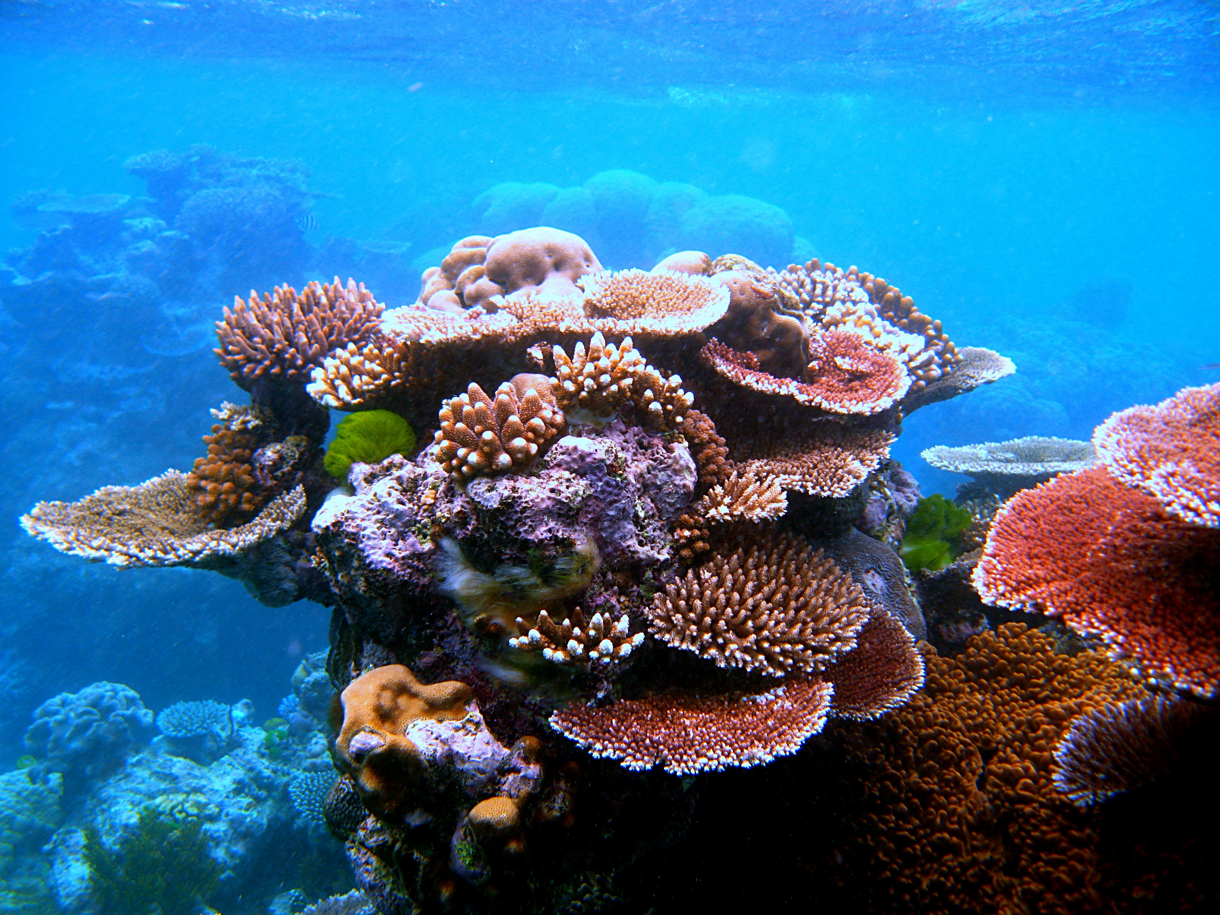 Coral_Outcrop_Flynn_Reef.jpg
