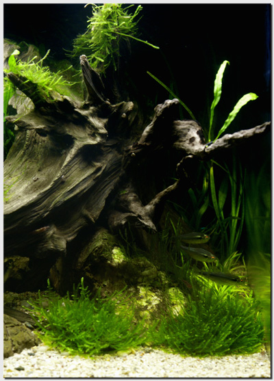 2_Riverbank_planted_aquarium_side.jpg