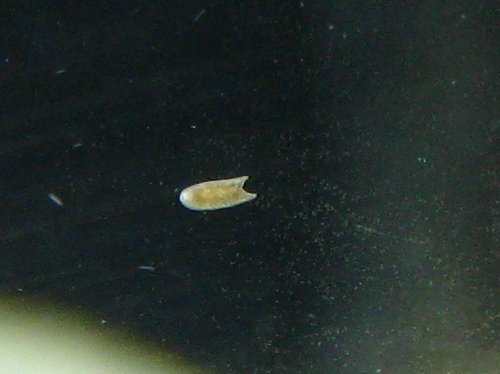 unusual-flatworms-should-i-concerned-flatworm.jpg-3910d1323328762