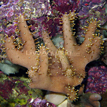 p-39303-devil-hand-coral.jpg