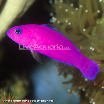 p-72524-pseudochromis.jpg