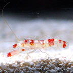 th-78530-shrimp.jpg