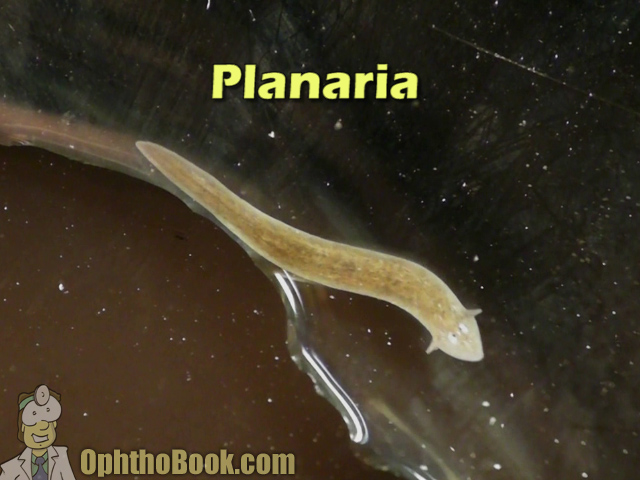 planaria1.jpg